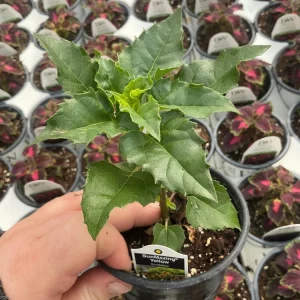Sunmazing Yellow Sunflower Live Plant - 4.5 inch Pot - Outdoor Flowering - Image 7