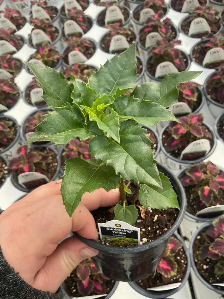 Sunmazing Yellow Sunflower Live Plant - 4.5 inch Pot - Outdoor Flowering - Image 7