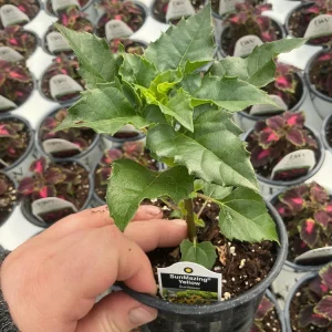 Sunmazing Yellow Sunflower Live Plant - 4.5 inch Pot - Outdoor Flowering - Image 8