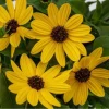 Sunmazing Yellow Sunflower Live Plant - 4.5 inch Pot - Outdoor Flowering - Image 1