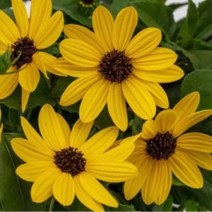 Sunmazing Yellow Sunflower Live Plant - 4.5 inch Pot - Outdoor Flowering - Image 1