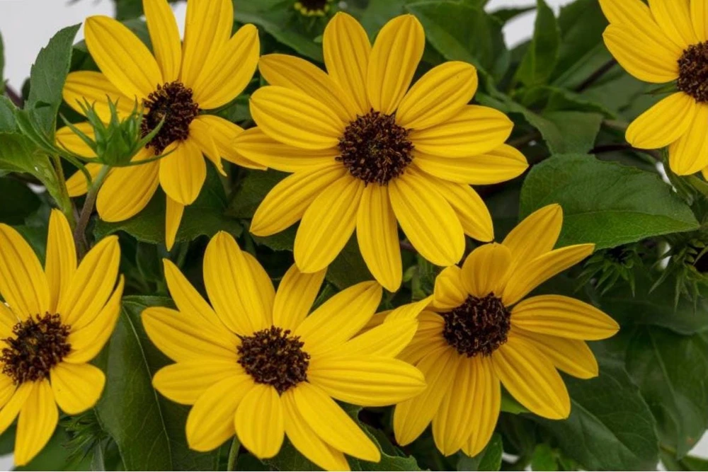 Sunmazing Yellow Sunflower Live Plant - 4.5 inch Pot - Outdoor Flowering - Image 1
