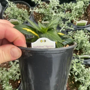 Sunpatiens Vigorous Tropical Salmon Live Plant – 4.5 inch Pot – Outdoor Annual - Image 10