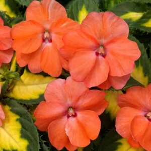 Sunpatiens Vigorous Tropical Salmon Live Plant – 4.5 inch Pot – Outdoor Annual - Image 1