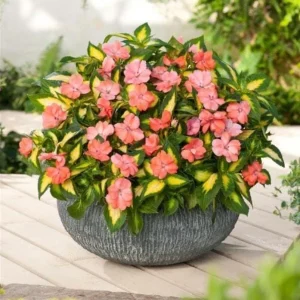 Sunpatiens Vigorous Tropical Salmon Live Plant – 4.5 inch Pot – Outdoor Annual - Image 2