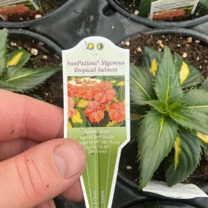 Sunpatiens Vigorous Tropical Salmon Live Plant – 4.5 inch Pot – Outdoor Annual - Image 3