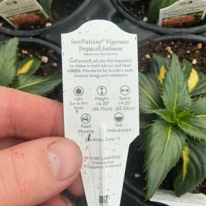 Sunpatiens Vigorous Tropical Salmon Live Plant – 4.5 inch Pot – Outdoor Annual - Image 4