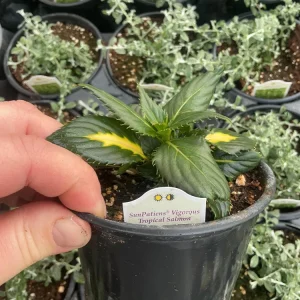 Sunpatiens Vigorous Tropical Salmon Live Plant – 4.5 inch Pot – Outdoor Annual - Image 9