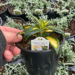Sunpatiens Vigorous Tropical White Live Plant – 4.5 inch Pot – Outdoor Annual - Image 10