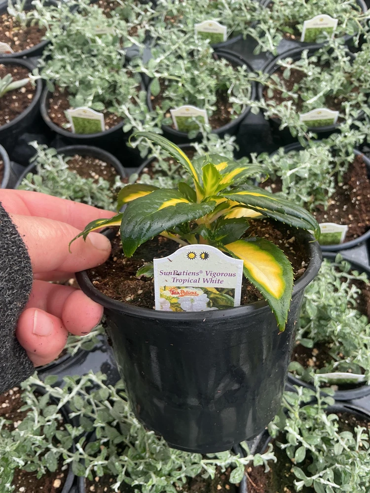 Sunpatiens Vigorous Tropical White Live Plant – 4.5 inch Pot – Outdoor Annual - Image 10