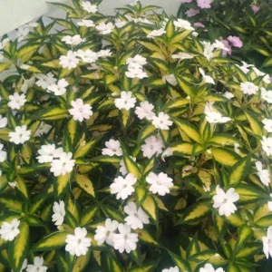 Sunpatiens Vigorous Tropical White Live Plant – 4.5 inch Pot – Outdoor Annual - Image 2