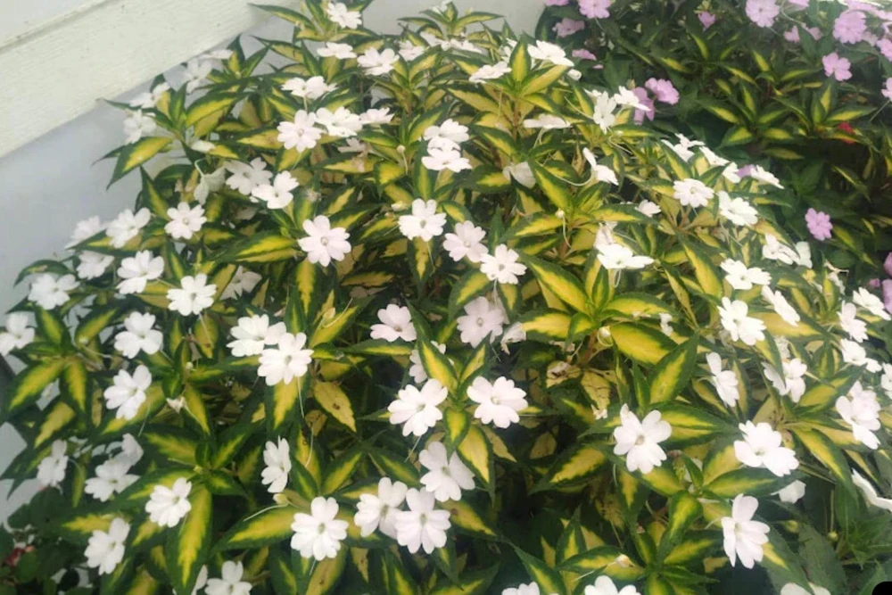 Sunpatiens Vigorous Tropical White Live Plant – 4.5 inch Pot – Outdoor Annual - Image 2