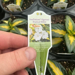 Sunpatiens Vigorous Tropical White Live Plant – 4.5 inch Pot – Outdoor Annual - Image 3
