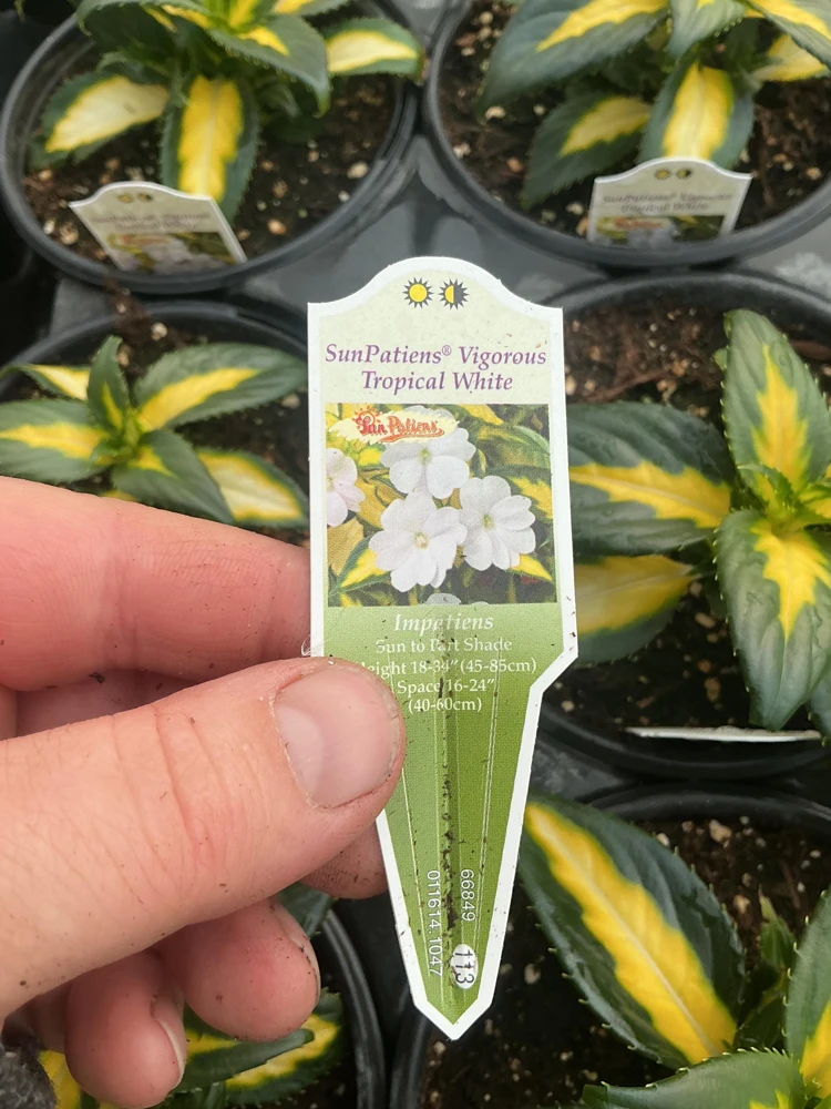 Sunpatiens Vigorous Tropical White Live Plant – 4.5 inch Pot – Outdoor Annual - Image 3
