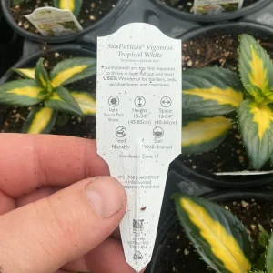 Sunpatiens Vigorous Tropical White Live Plant – 4.5 inch Pot – Outdoor Annual - Image 4