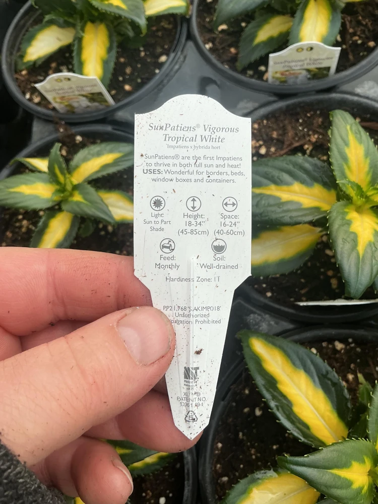 Sunpatiens Vigorous Tropical White Live Plant – 4.5 inch Pot – Outdoor Annual - Image 4