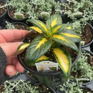 Sunpatiens Vigorous Tropical White Live Plant – 4.5 inch Pot – Outdoor Annual - Image 8