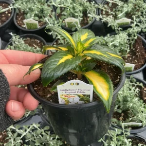 Sunpatiens Vigorous Tropical White Live Plant – 4.5 inch Pot – Outdoor Annual - Image 9