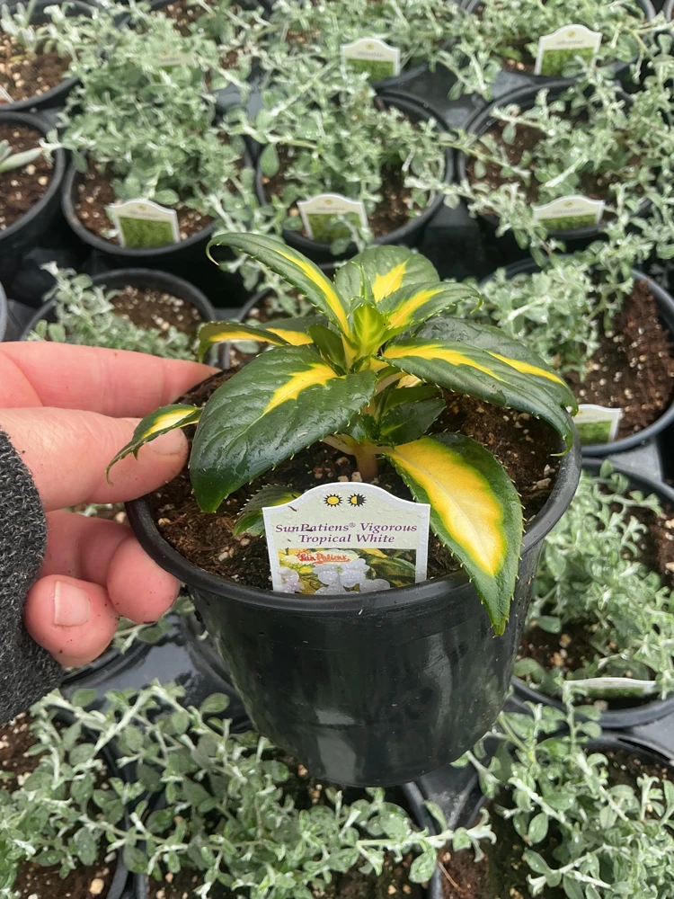 Sunpatiens Vigorous Tropical White Live Plant – 4.5 inch Pot – Outdoor Annual - Image 9