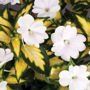 Sunpatiens Vigorous Tropical White Live Plant – 4.5 inch Pot – Outdoor Annual - Image 1