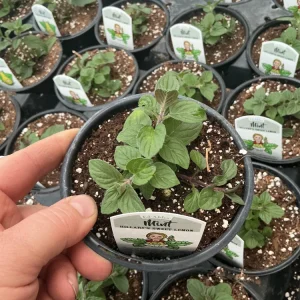 Sweet Lemon Mint Live Plant – 4.5