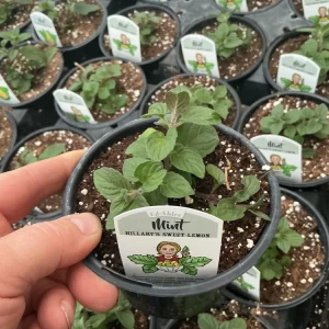 Sweet Lemon Mint Live Plant – 4.5