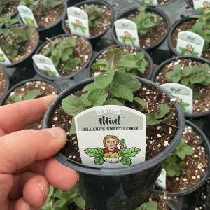 Sweet Lemon Mint Live Plant – 4.5
