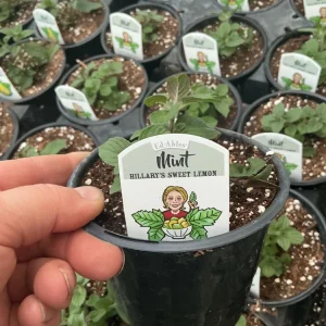 Sweet Lemon Mint Live Plant – 4.5