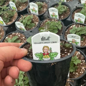 Sweet Lemon Mint Live Plant – 4.5