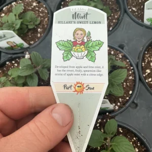 Sweet Lemon Mint Live Plant – 4.5