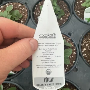 Sweet Lemon Mint Live Plant – 4.5