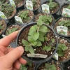 Sweet Lemon Mint Live Plant – 4.5" Pot – Fragrant Culinary Herb - Image 1