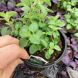 Sweet Marjoram Live Plant - 4.5 inch Nursery Pot - Aromatic Herb - Image 2