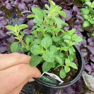 Sweet Marjoram Live Plant - 4.5 inch Nursery Pot - Aromatic Herb - Image 3