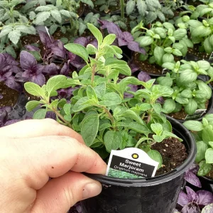 Sweet Marjoram Live Plant - 4.5 inch Nursery Pot - Aromatic Herb - Image 4