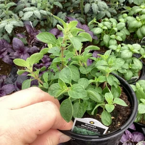 Sweet Marjoram Live Plant - 4.5 inch Nursery Pot - Aromatic Herb - Image 5