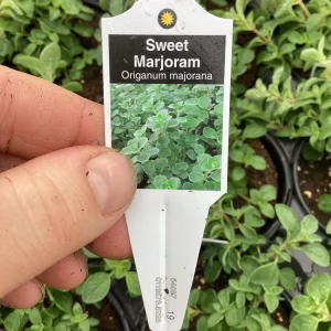Sweet Marjoram Live Plant - 4.5 inch Nursery Pot - Aromatic Herb - Image 6