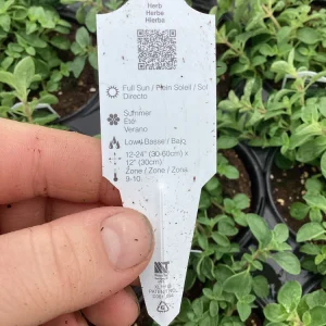 Sweet Marjoram Live Plant - 4.5 inch Nursery Pot - Aromatic Herb - Image 7