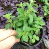 Sweet Marjoram Live Plant - 4.5 inch Nursery Pot - Aromatic Herb - Image 1