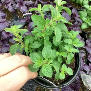 Sweet Marjoram Live Plant - 4.5 inch Nursery Pot - Aromatic Herb - Image 1
