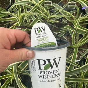 Sweet Potato Vine Live Plant - Shadowstorm, 4.5