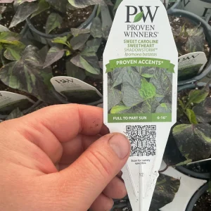 Sweet Potato Vine Live Plant - Shadowstorm, 4.5