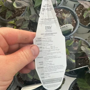 Sweet Potato Vine Live Plant - Shadowstorm, 4.5