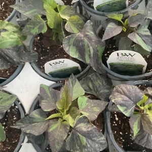 Sweet Potato Vine Live Plant - Shadowstorm, 4.5