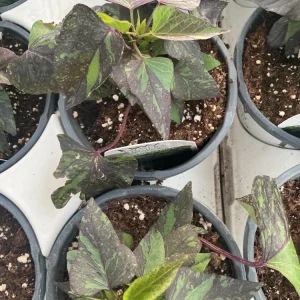 Sweet Potato Vine Live Plant - Shadowstorm, 4.5