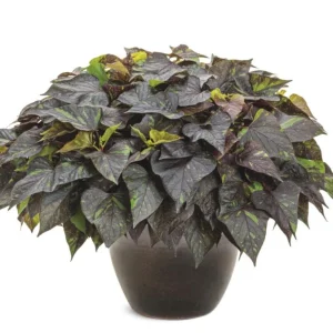 Sweet Potato Vine Live Plant - Shadowstorm, 4.5