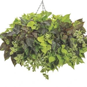 Sweet Potato Vine Live Plant - Shadowstorm, 4.5