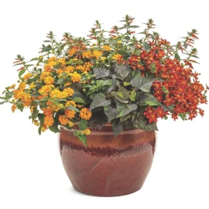 Sweet Potato Vine Live Plant - Shadowstorm, 4.5