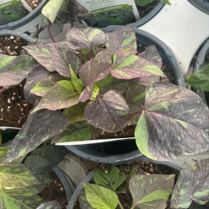Sweet Potato Vine Live Plant - Shadowstorm, 4.5