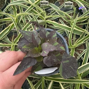 Sweet Potato Vine Live Plant - Shadowstorm, 4.5